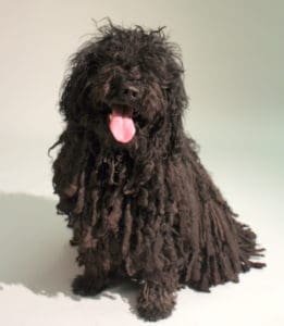 Shadow, the black puli dog, owned by Money In Your Tea author