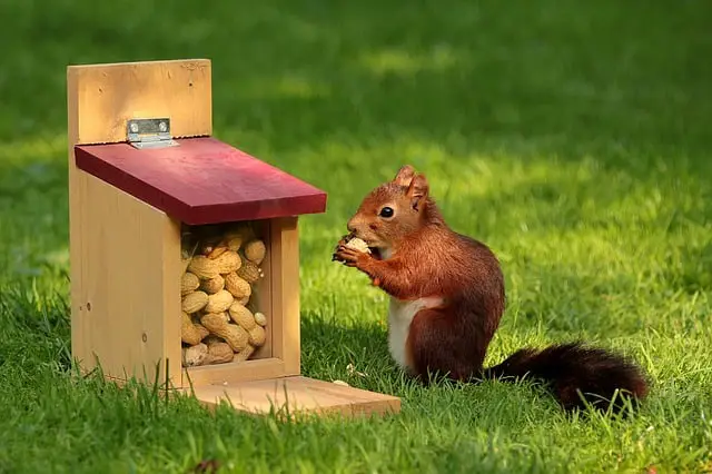 Where to put my money? This little squirrel is saving peanuts for the future.