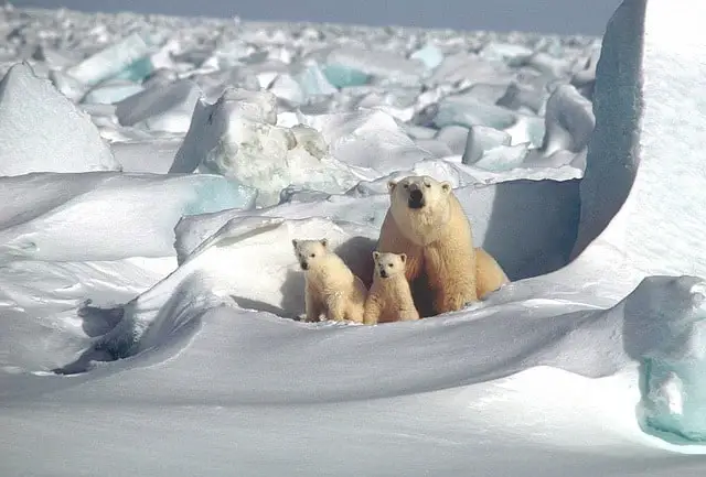 Mother polar bear sitting with two cubs on the snow