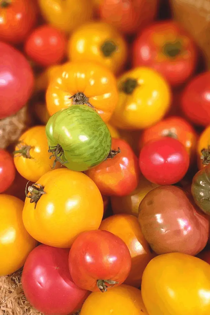 Heirloom tomatoes